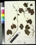 Specimen: [Herbarium Sheet: Vitis rotundifolia #270]