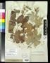 Specimen: [Herbarium Sheet: Vitis aestivalils Michx. var. lincecumii (Buckley) …