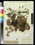 Specimen: [Herbarium Sheet: Vitis cinerea #296]