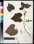 Specimen: [Herbarium Sheet: Vitis cordifolia Lam. #237]