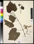Specimen: [Herbarium Sheet: Vitis cordifolia Lam. #238]