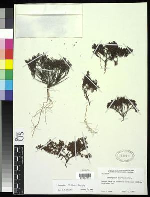 Primary view of object titled '[Herbarium Sheet: Paronychia chartacea Fernala]'.