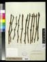 Specimen: [Herbarium Sheet: Mature Grape Wood for Ten Varieties]