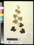 Specimen: [Herbarium Sheet: Vitis shuttleworthii House #140]