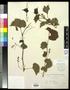 Primary view of [Herbarium Sheet: Vitis rupestris Scheele #141]