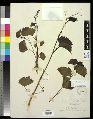 Primary view of object titled '[Herbarium Sheet: Vitis rupestris Scheele, #143]'.