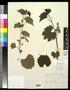 Thumbnail image of item number 1 in: '[Herbarium Sheet: Vitis rupestris Scheele, #145]'.