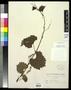 Specimen: [Herbarium Sheet: Vitis rupestris Scheele #146]