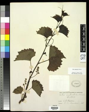 Primary view of object titled '[Herbarium Sheet: Vitis rupestris Scheele #147]'.