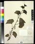 Thumbnail image of item number 1 in: '[Herbarium Sheet: Vitis rupestris Scheele #147]'.
