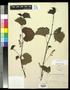 Specimen: [Herbarium Sheet: Vitis rupestris Scheele #148]