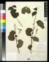 Primary view of [Herbarium Sheet: Vitis rupestris Scheele #149]