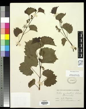 Primary view of object titled '[Herbarium Sheet: Vitis rupestris Scheele #151]'.