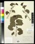 Primary view of [Herbarium Sheet: Vitis rupestris Scheele #151]