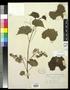 Primary view of [Herbarium Sheet: Vitis rupestris Scheele #153]