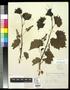 Specimen: [Herbarium Sheet: Vitis rupestris Scheele #154]