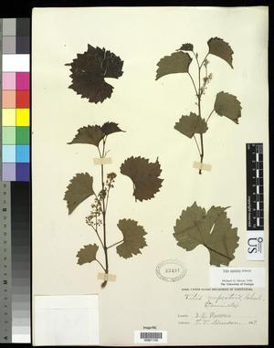 Primary view of object titled '[Herbarium Sheet: Vitis rupestris Scheele #155]'.