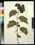 Specimen: [Herbarium Sheet: Vitis rupestris Scheele #156]