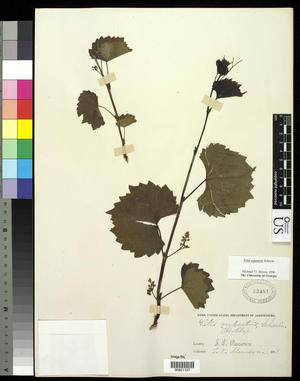 Primary view of object titled '[Herbarium Sheet: Vitis rupestris Scheele #157]'.