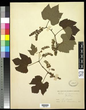 Primary view of object titled '[Herbarium Sheet: Vitis linsecomii #159]'.