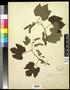 Specimen: [Herbarium Sheet: Vitis linsecomii #159]