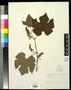 Primary view of [Herbarium Sheet: Vitis linsecomii #161]