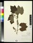 Specimen: [Herbarium Sheet: Vitis linsecomii #162]