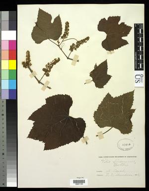 Primary view of object titled '[Herbarium Sheet: Vitis linsecomii #165]'.