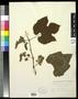 Specimen: [Herbarium Sheet: Vitis linsecomii #166]