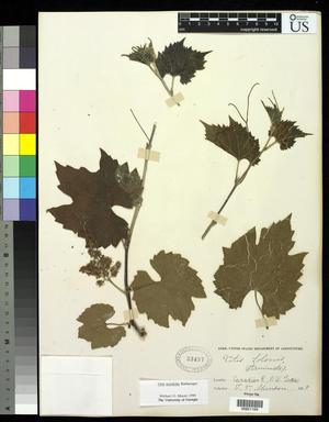 Primary view of object titled '[Herbarium Sheet: Vitis solonis #169]'.