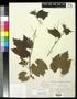 Specimen: [Herbarium Sheet: Vitis solonis #169]