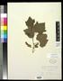 Specimen: [Herbarium Sheet: Vitis aetivalis Michx. var. lincecumii (Buckley) Mu…