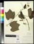 Primary view of [Herbarium Sheet: Vitis aestivalis Michx. var. lincecumii (Buckley) Munson #171]