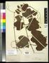 Primary view of [Herbarium Sheet: Vitis arizonica Engelm #173]