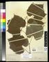 Specimen: [Herbarium Sheet: Vitis arizonica Engelm #175]