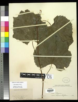 Primary view of object titled '[Herbarium Sheet: Vitis arizonica Engelm #177]'.