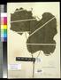 Primary view of [Herbarium Sheet: Vitis arizonica Engelm #177]