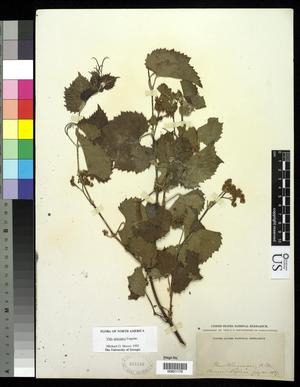 Primary view of object titled '[Herbarium Sheet: Vitis arizonica Engelm #179]'.