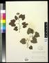 Specimen: [Herbarium Sheet: Vitis arizonica Engelm #181]