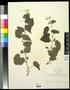 Specimen: [Herbarium Sheet: Vitis arizonica Engelm #182]