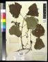 Specimen: [Herbarium Sheet: Vitis arizonica Engelm #192]