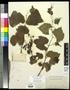 Specimen: [Herbarium Sheet: Vitis arizonica Engelm #193]