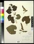 Specimen: [Herbarium Sheet: Vitis berlandieri #199]