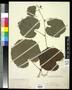 Specimen: [Herbarium Sheet: Five Leaves on Stem]