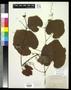 Specimen: [Herbarium Sheet: Vitis californica Bentham #210]