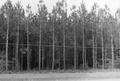 Photograph: [Photograph of Champion Paper Pine Tree Farm #2]