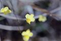 Photograph: [Close-up View of Bladderwort Flowers]