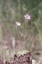 Photograph: [Close-up View of Butterwort Flowers]