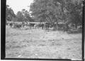 Photograph: [Cattle in a Fenced Pasture]