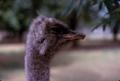 Photograph: [Close-up of an emu]